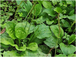 特色野生菜肴