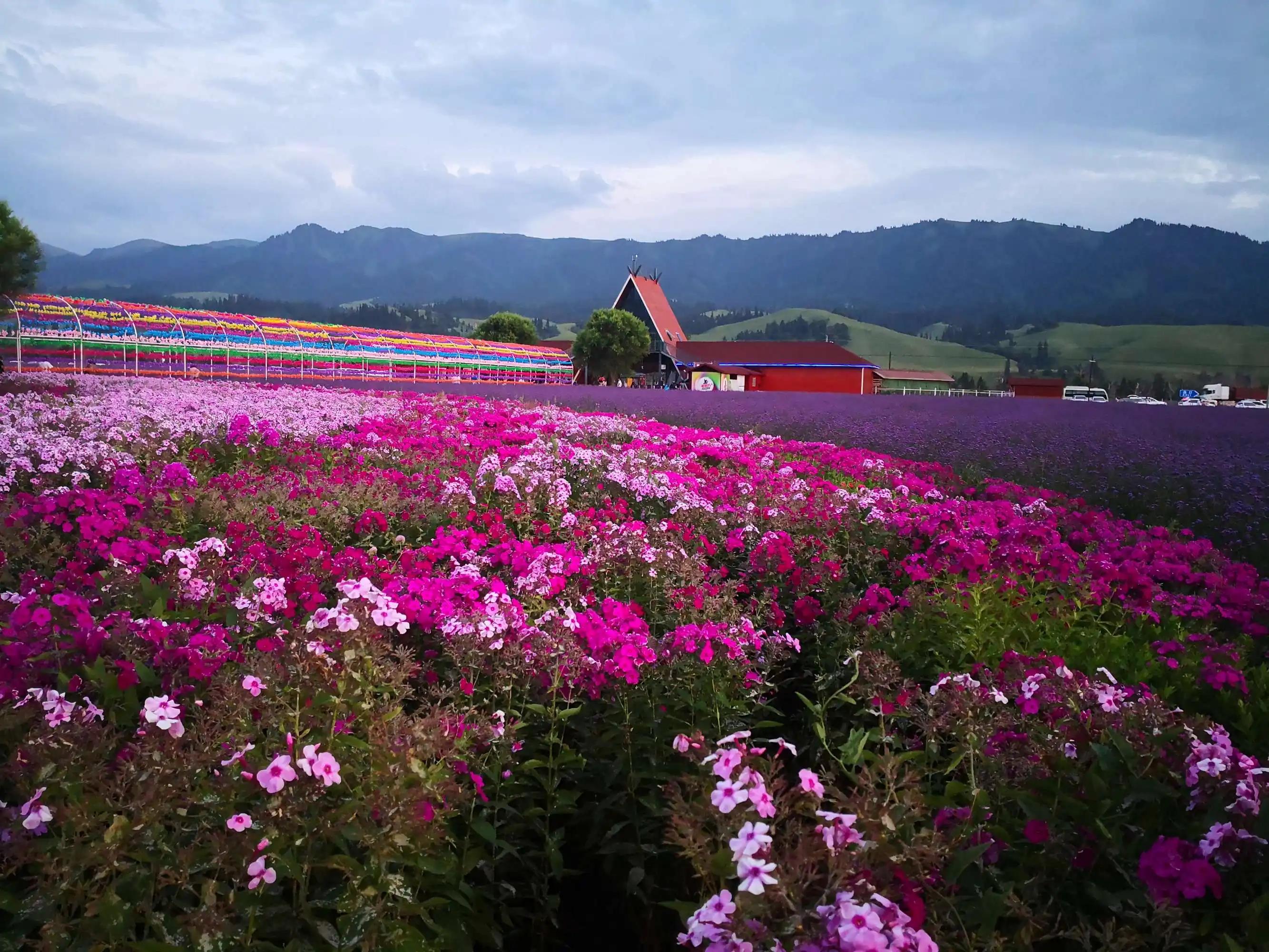 五彩花海观赏